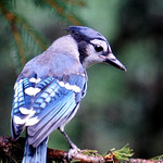 Juvenile Blue Jay