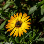 Golden Daisy in our garden