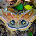 Polyphemus moth (Antheraea polyphemus)