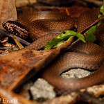 Northern dwarf crowned snake (Cacophis churchilli)