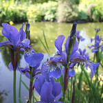 Iris by the Pond
