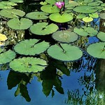 Lilly pond