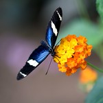 Heliconius sara
