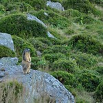 marmotte du sancy