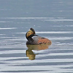 Eared Grebe -03