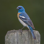 Backside View (Lazuli Bunting)