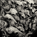 What had been the land of the buffalo