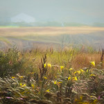 A Coastal Dream (HSS)