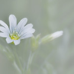 Field Chickweed (Cerastium arvense)