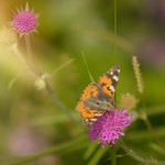 Beautiful Moments...