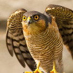 Sparrowhawk