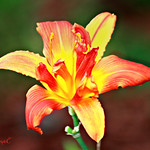 In the Garden. I love the back drop.