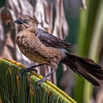 Boat-tailed Grackle - Female