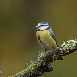 Blue Tit D85_6994.jpg