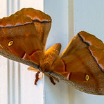 Polyphemus Moth