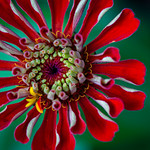 Zinny played guitar...