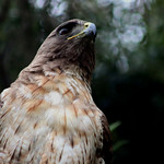 A wildlife saga.......