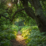 Guardian of the Path