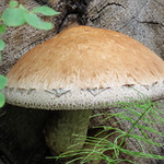 Pholiota destruens fungus on cut end of a log