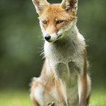Female Fox