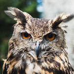 Eurasian Eagle Owl face