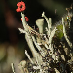 Devil's matchstick lichen