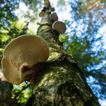 Piptoporus betulinus