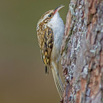 JWL6446 Tree Creeper...
