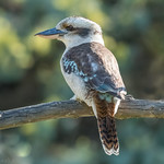 Musical Soul DSC_7765