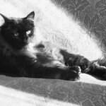 Ancient archive: Leisurely cat, July 1980
