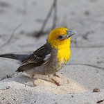 1.31412 Tisserin sakalave (m&acirc;le adulte) / Ploceus sakalava minor / Sakalava Weaver