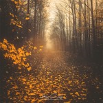 Stepping Into Autumn