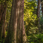 Barnes Creek Trail - Marymere Falls Trail - Lake Crescent, Washington - September 2019