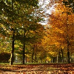 Walking under an autumnal roof...10-11-19