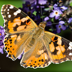Painted Lady Butterfly 28-Jul-19 M_003