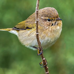 Clinging Common Chiffchaff (Phylloscopus collybita), Azraq Wetland Reserve, Jordan