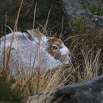 Mountain Hare (Lepus timidus)