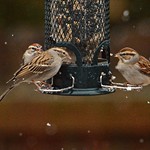 The Sparrow Convention