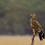 Eastern Imperial Eagle