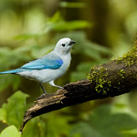 0P7A0840 Blue-gray Tanager, Ecuador