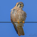 American_Kestrel_05