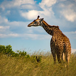 girafe