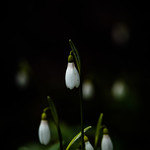 First Snowdrops