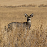 33/366 - Doe, a deer