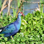 Gray-headed Swamphen