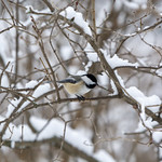lone winter chickadee