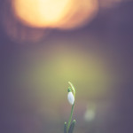 First snowdrop