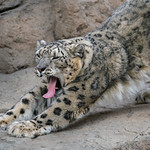 Snow leopard stretch