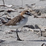 Red-capped Plover (F) - (Charadrius ruficapillus)