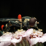 Three for the Price of One - _TNY_1448